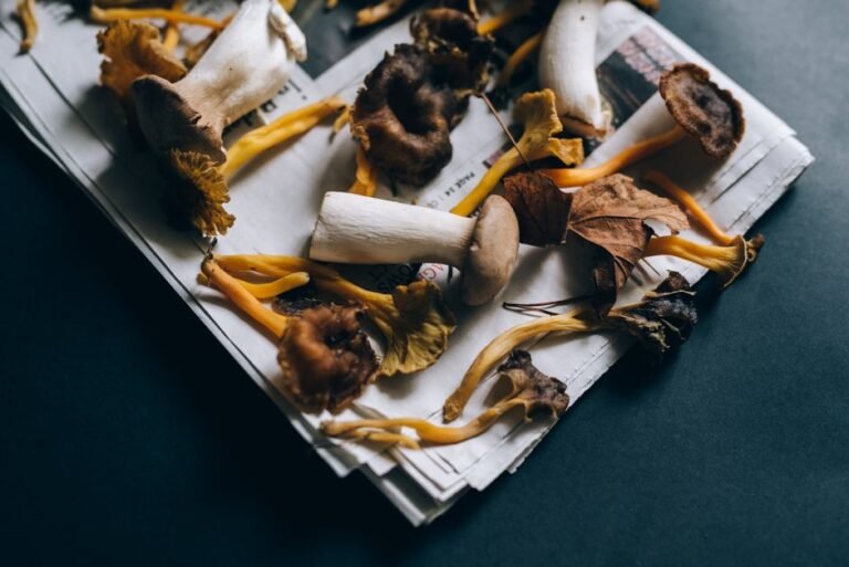 Mushroom Shortage: Causes, Impact, and Future Outlook Mushroom Shortage