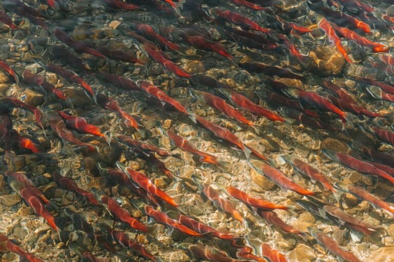 Salmon Shortage