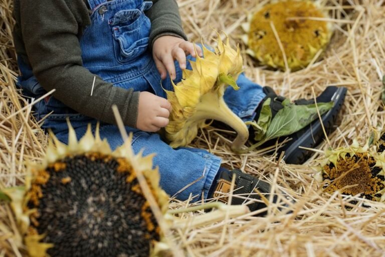 Sunflower Seed Shortage: Causes and Global Impact Sunflower Seed Shortage